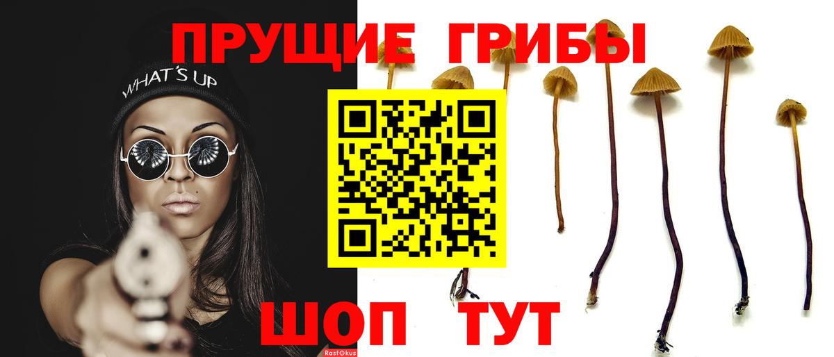 Галлюциногенные грибы Cubensis Лениногорск